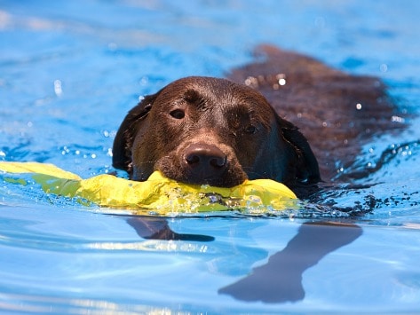 dog water exercise