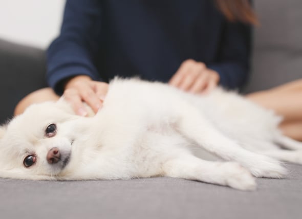 Kết quả hình ảnh cho How To Massage Your Dog
