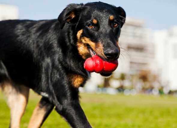 Dog-Tested, Trainer-Approved Dog Toys