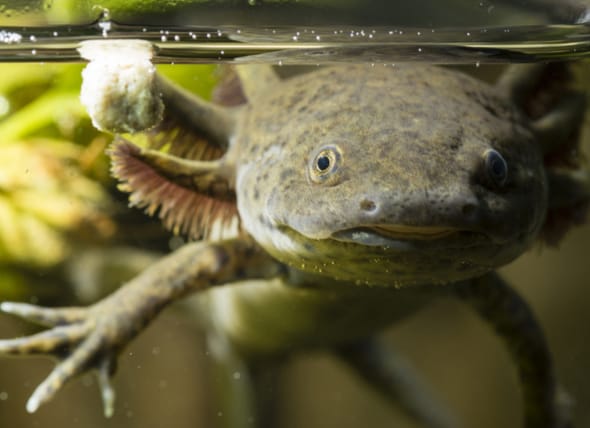 Axolotl Growth Chart