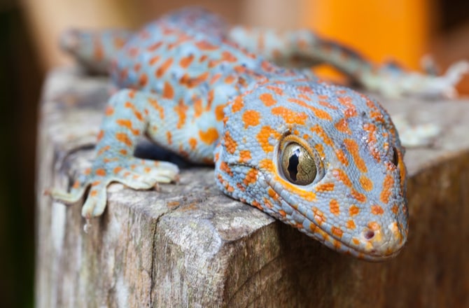 tokay gecko pet