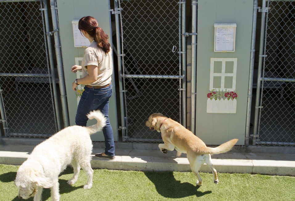 8 Signs of a Bad Boarding Kennel PetMD