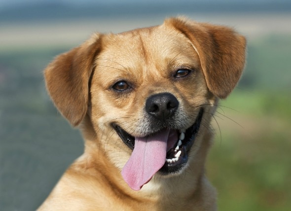 what causes dogs to have bad breath