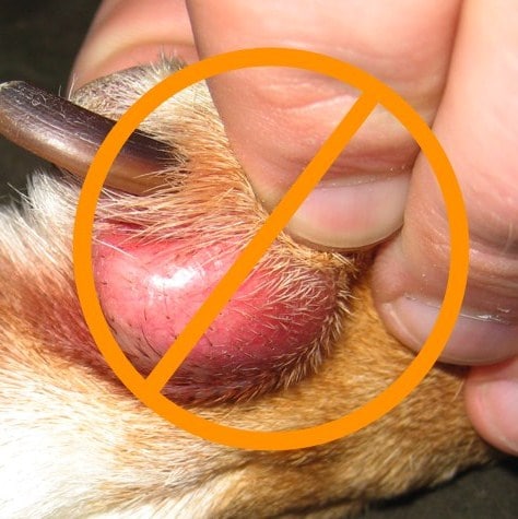 furunculosis dog treatment