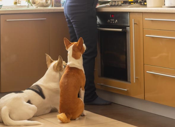 How Often Do Pets Cause Trip-and-Fall Injuries? | PetMD