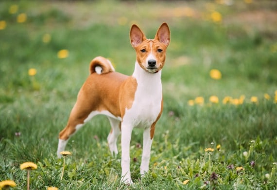 basenji kongo terrier dog the basenji is a breed of hunting dog it picture id1047146514