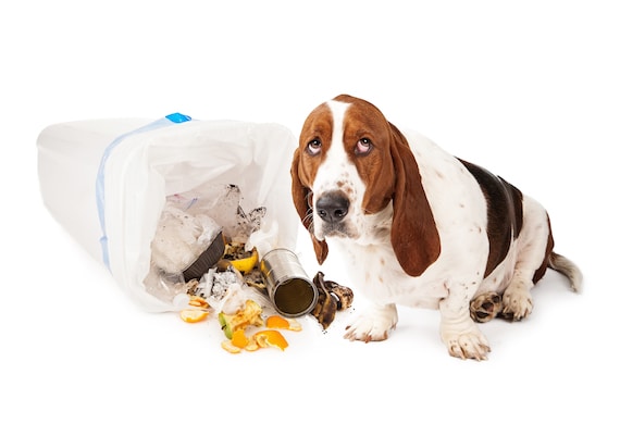 25 Poisons That Can Kill Your Pet | PetMD