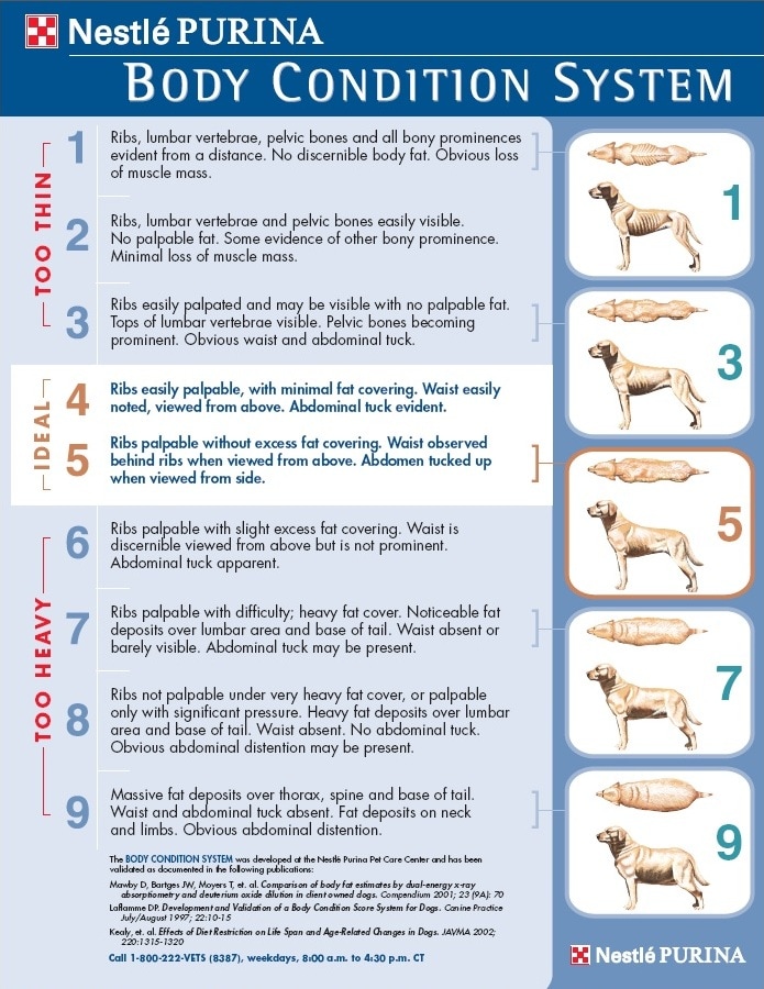Calculating Your Dog's Healthy Weight