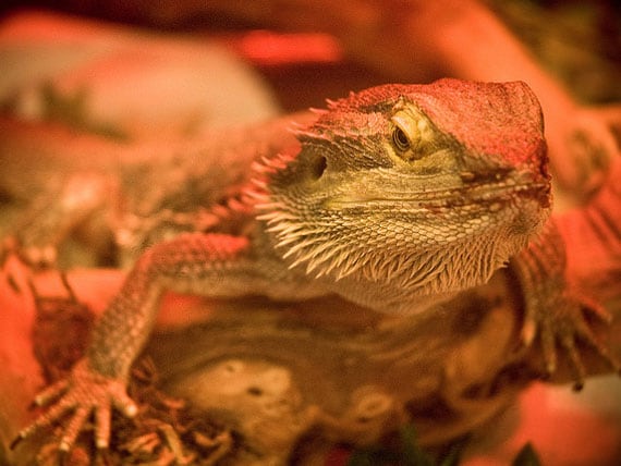 Petmd Mobile Petmd Slideshows