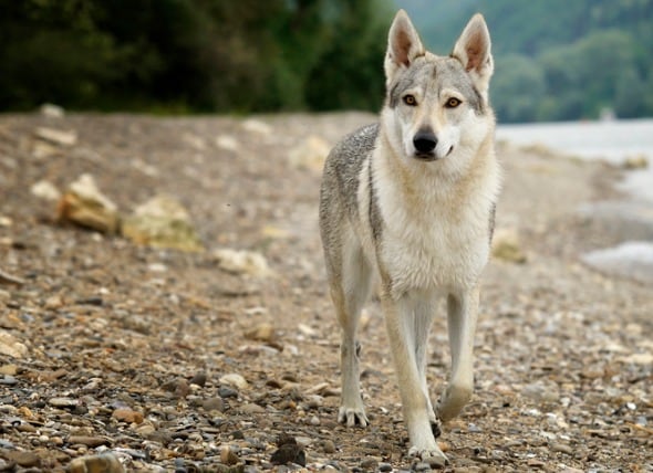 wolf and wolfdog