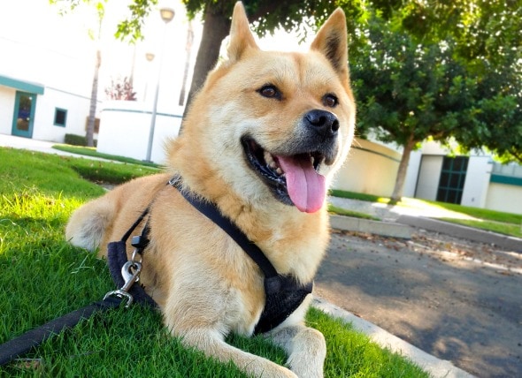 jindo dog