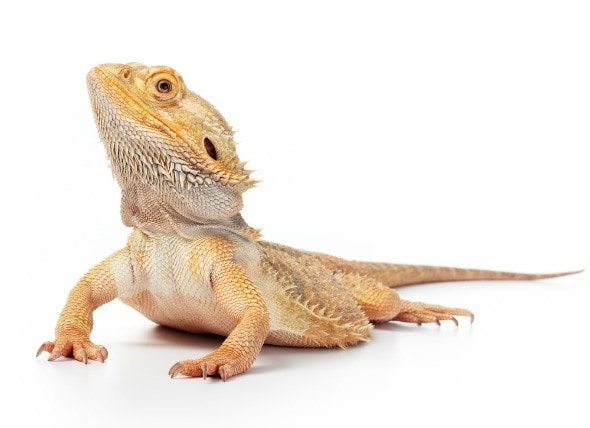 good reptile pets for kids