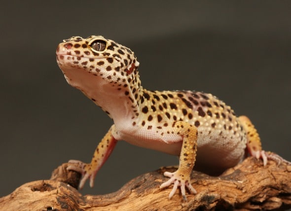 best pet lizards that like to be handled