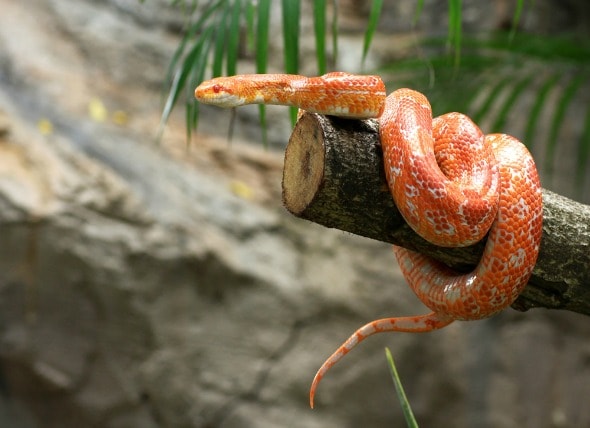 Corn-Snake