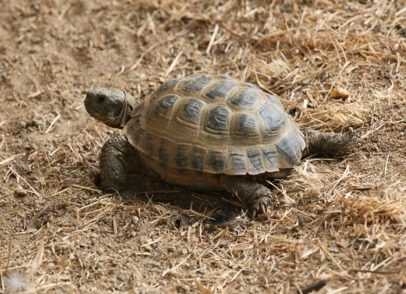 Russain-Tortoise