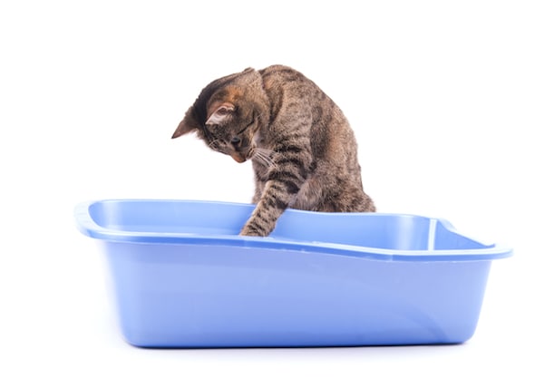 Petmd Mobile Five Litter Box Mistakes To Avoid