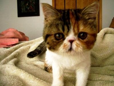 calico exotic shorthair