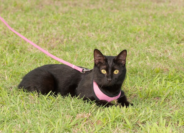 How to Take Your Cat for a Walk | PetMD