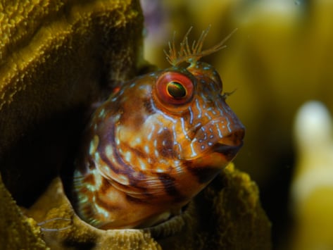 Blenny shop fish care