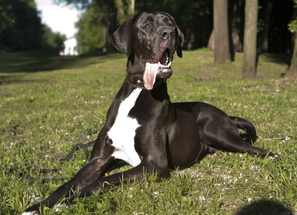 Bloat or Stomach Dilatation in Dogs | petMD