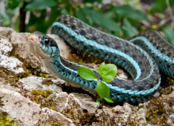 20 Types Of Garter Snakes How To Identify These Garden Snakes Everything Reptiles