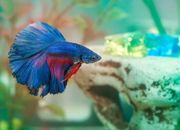 betta fighting fish care