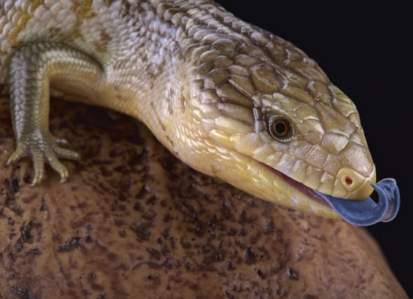Blue-Tongued Skink Tiliqua Breed Health and Span | PetMD