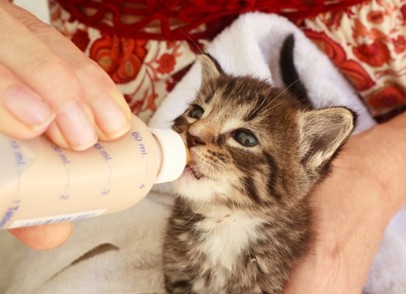 kittens and milk