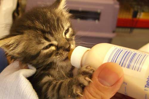 bottle feeding newborn kittens