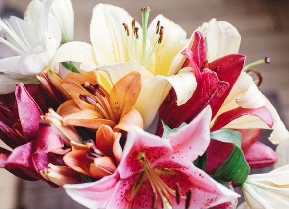 Are Lilies Poisonous to Dogs?