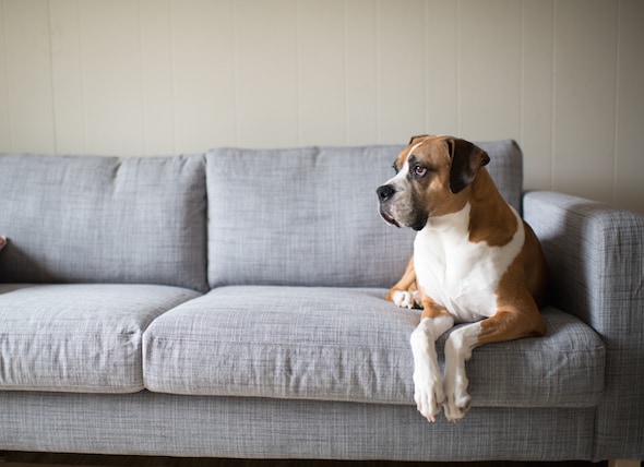 Petmd Mobile Tips For Keeping Your Dog Off The Furniture