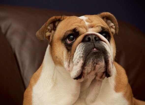 12 Ways Your Bulldogs Demonstrate Just How Much They Care