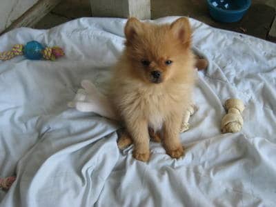 Pomeranian Dogs| Pomeranian Dog Breed Info & Pictures | petMD