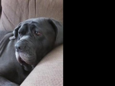 Neapolitan Mastiff Breed Information