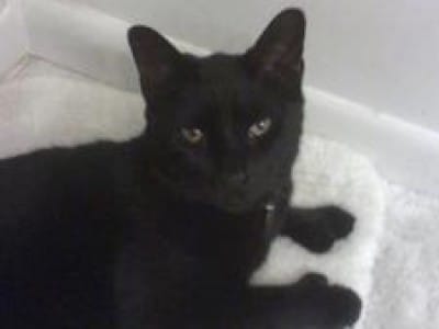 Merlin Male Kitten Names Petmd