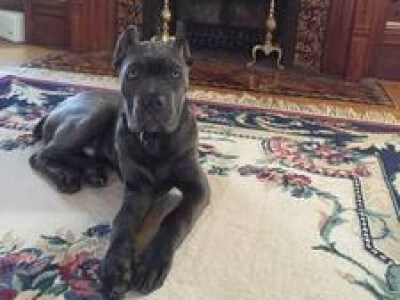 Cherry Eye In Dogs Symptoms And Home Treatment