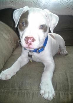 Funny Pitbull Terrier Puppies For Sale