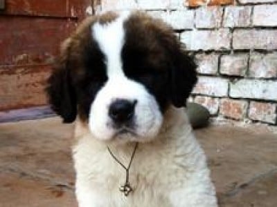 Saint Bernard Diet Chart India