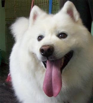 samoyed dog large breeds