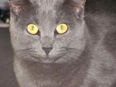  Russian  Blue  Cats  Russian  Blue  Cat  Breed Info Pictures 