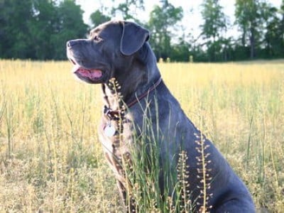 Cane Corso Dogs Cane Corso Dog Breed Info Pictures Petmd
