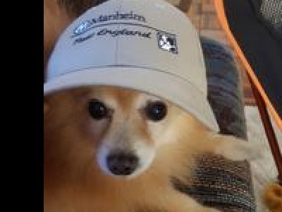 Yogi Bear Male Puppy Names Petmd