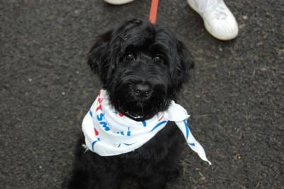 Portuguese Water Dog Size Chart