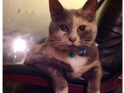 Joey - Female Kitten Names | PetMD