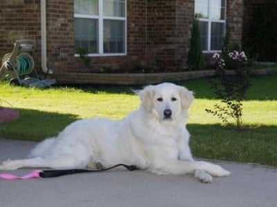 Great Pyrenees Growth Chart Puppy