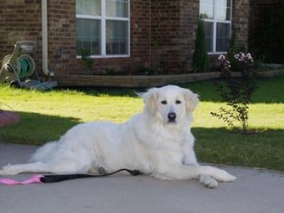 Great Pyrenees Growth Chart