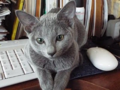 Lv* Fantasy Celica Blue - Female Kitten Names | PetMD