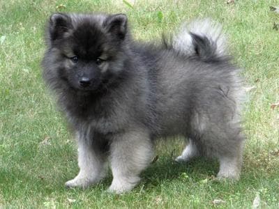 Keeshond Dogs| Keeshond Dog Breed Info & Pictures | petMD