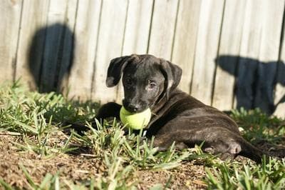 plott hound puppy images