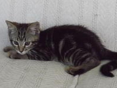 Bailey Male Kitten Names Petmd